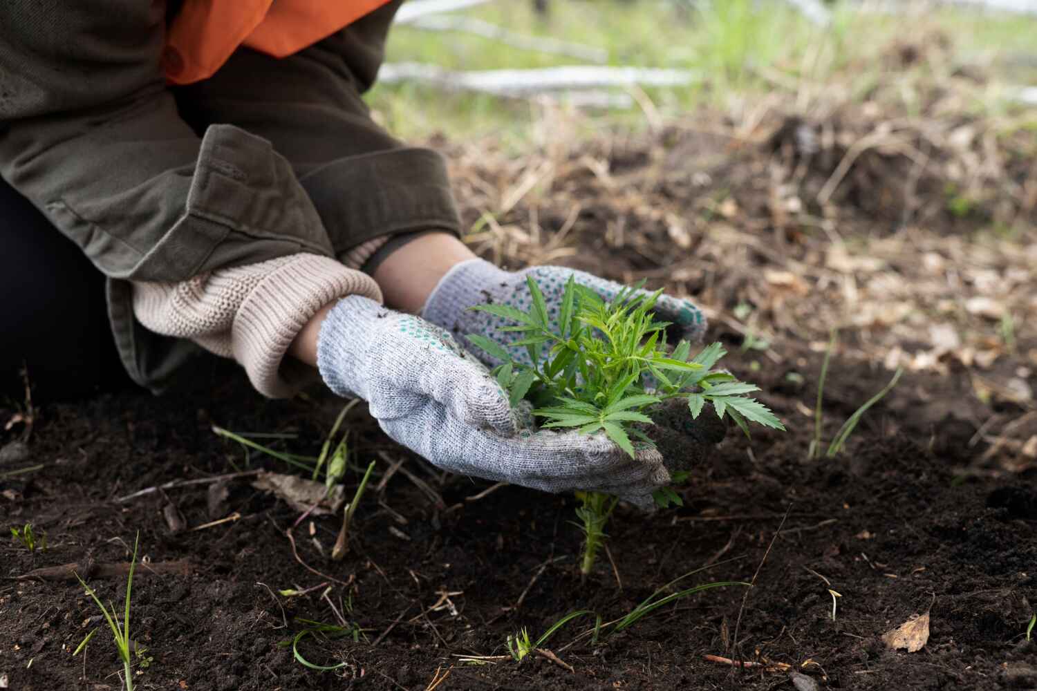 Trusted Athens, PA Tree Service Experts